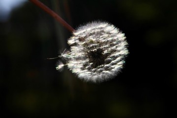 播種