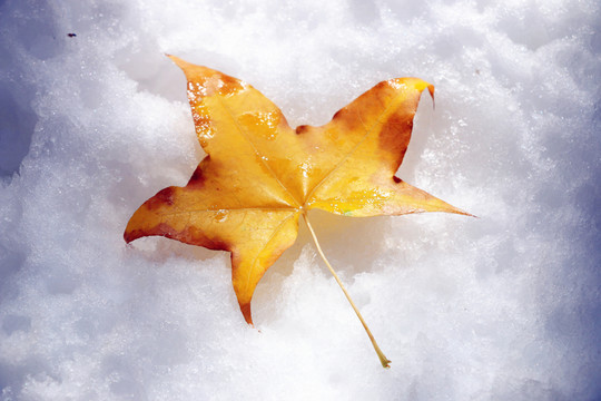 冰雪中的楓葉