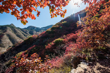 金秋紅葉景色美
