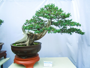 盆景盆栽