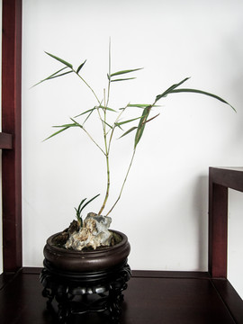 盆景盆栽