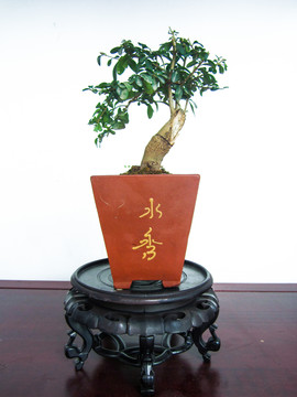 盆景盆栽