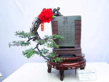 盆景盆栽
