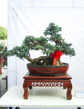 盆景盆栽