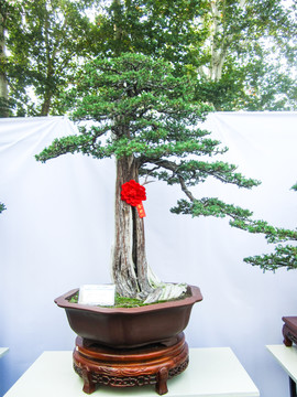 盆景盆栽