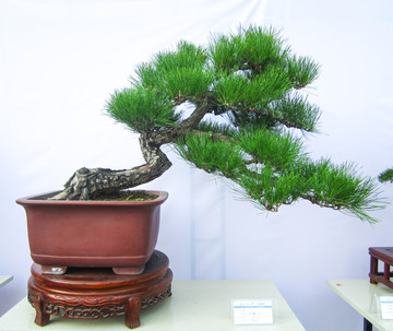 盆景盆栽