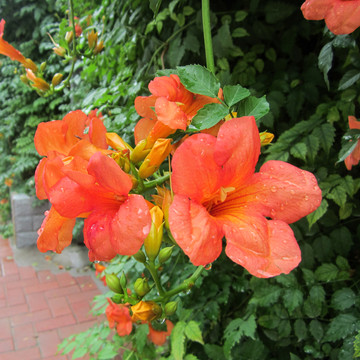 花雨水