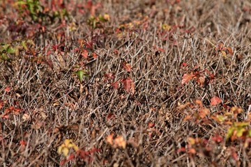 枯枝紅葉背景
