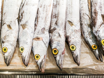 新鮮帶魚