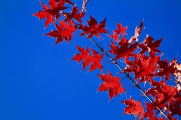 紅葉