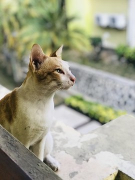 貓