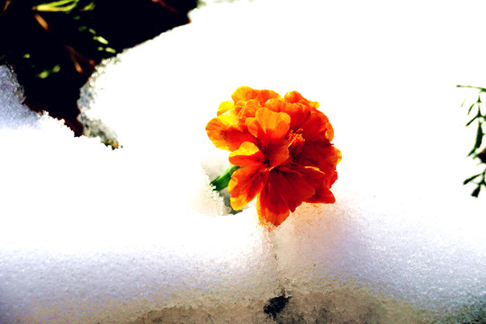 冰雪中的萬壽菊