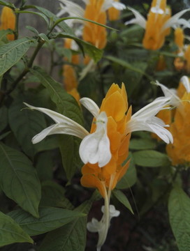 黃蝦花