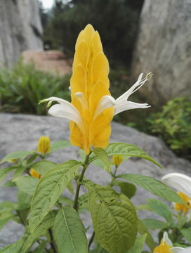 黃蝦花