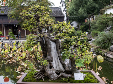 盆景