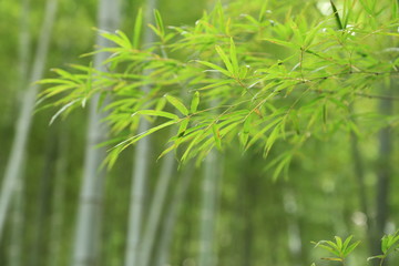 竹葉
