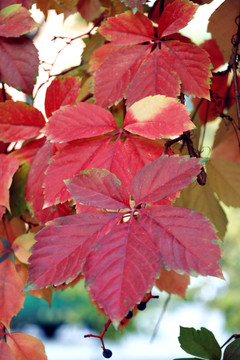 紅色爬山虎