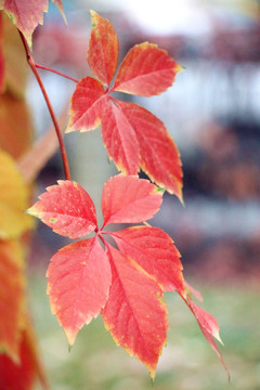 紅色爬山虎