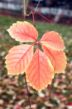 紅色爬山虎