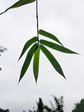 竹葉