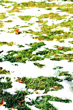 綠草附白雪