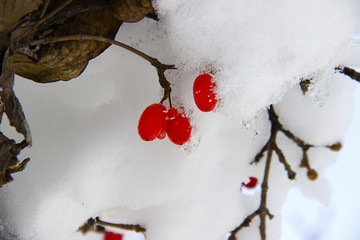 雪中紅果