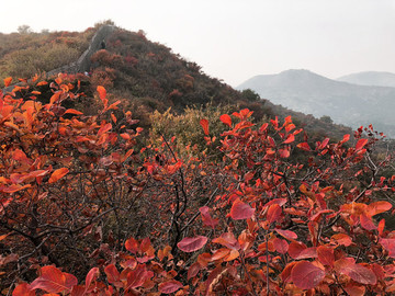 香山紅葉
