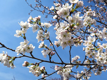 櫻花
