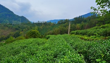 茶園