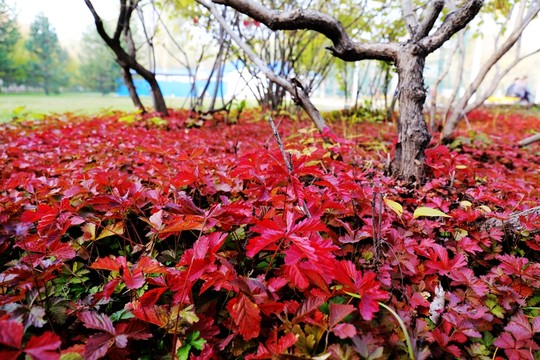 秋葉紅毯
