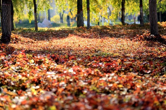 秋葉紅毯
