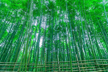 竹林素材