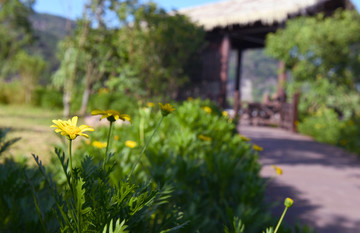 樂清市濕地公園里的花兒
