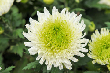 白綠色菊花