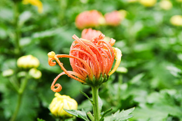 含苞綻放的紅色金絲菊