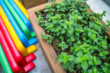幼兒園植物