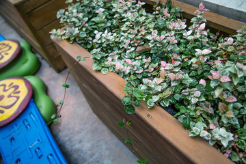 幼兒園植物