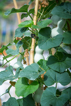 屋頂菜園