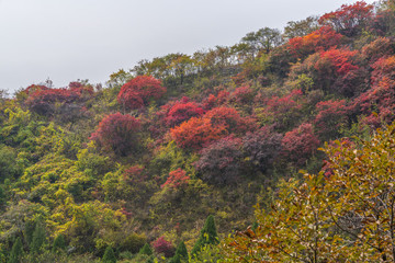 淄博潭溪山秋天紅葉風(fēng)景