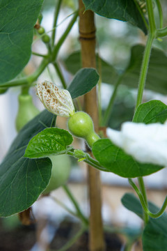 屋頂菜園