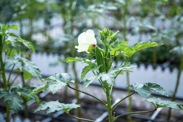 屋頂菜園