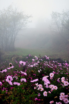 田園格桑花