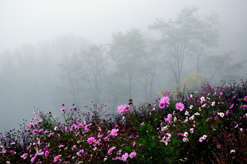 田園格桑花