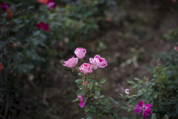 月季花