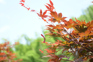 秋天的紅葉