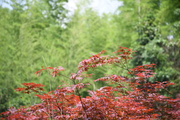 紅葉