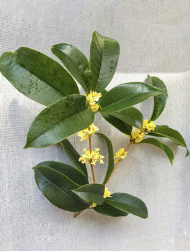 一枝桂花