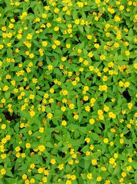 高清小黃菊
