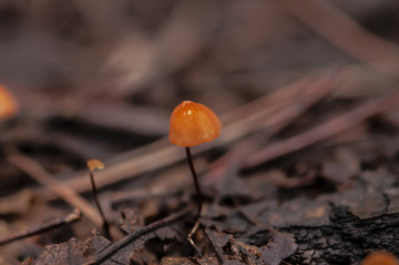 野生蘑菇