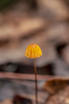 野生蘑菇